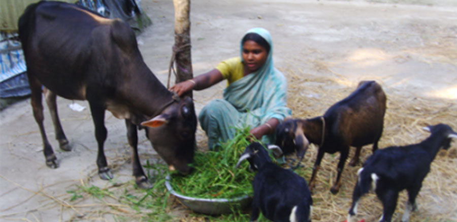 Bangladeshi woman and her goats